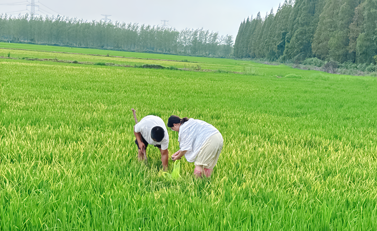 夯实大国粮仓的“营养”基石——解码磷复肥行业龙头新洋丰的硬核