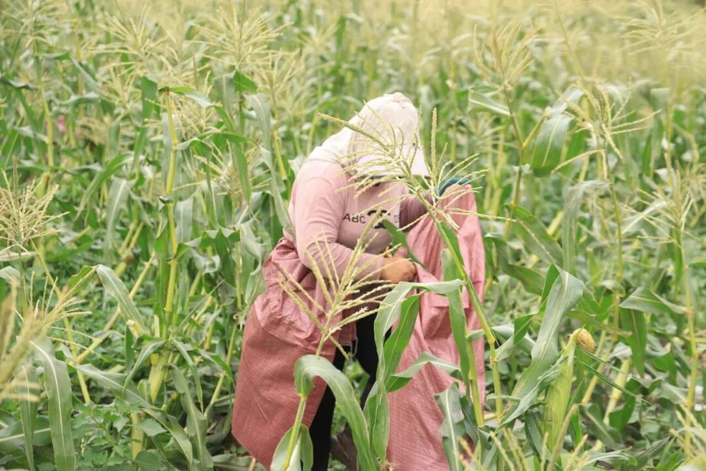订单“种”到田埂上精河千亩玉米稳了！