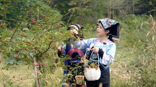 3000 亩金刺梨喜获丰收 全产业链模式为乡村振兴添活力(图3)