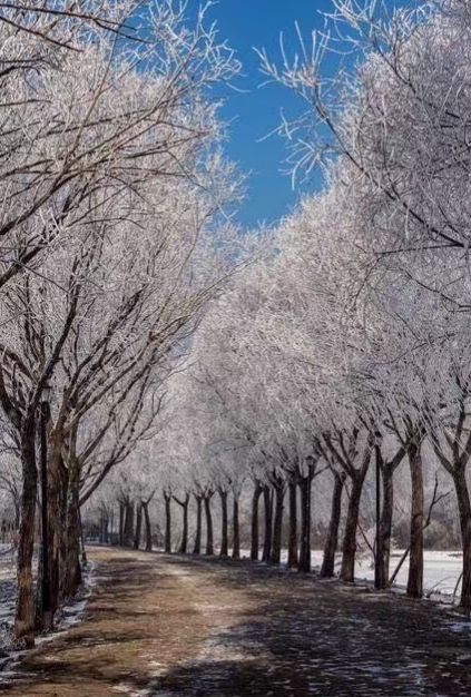 哈尔滨旅游详细路线攻略：精心规划哈尔滨五天四晚游行程。