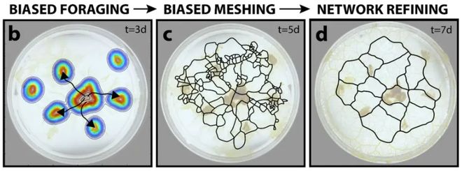 95后哈佛博士生基于黏菌创办公司已用于校园与社区规划(图5)