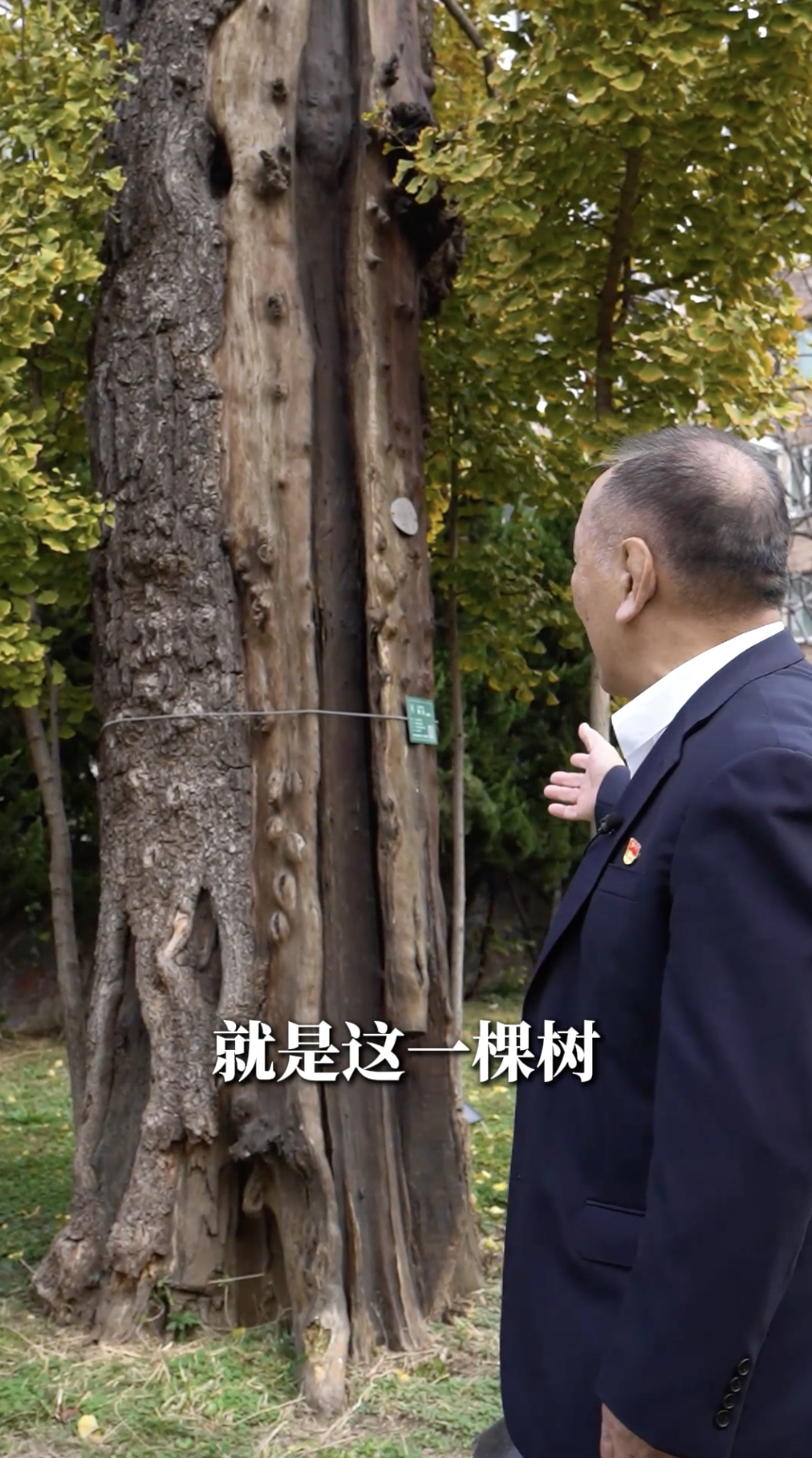 “听老王讲党课”：从六百年古树中的城市记忆