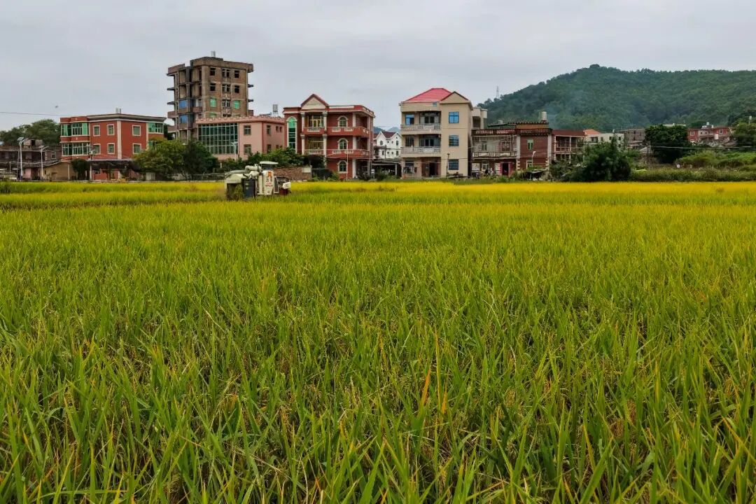 人民日报金轩：践行大食物观的福建实践和经验启示(图2)