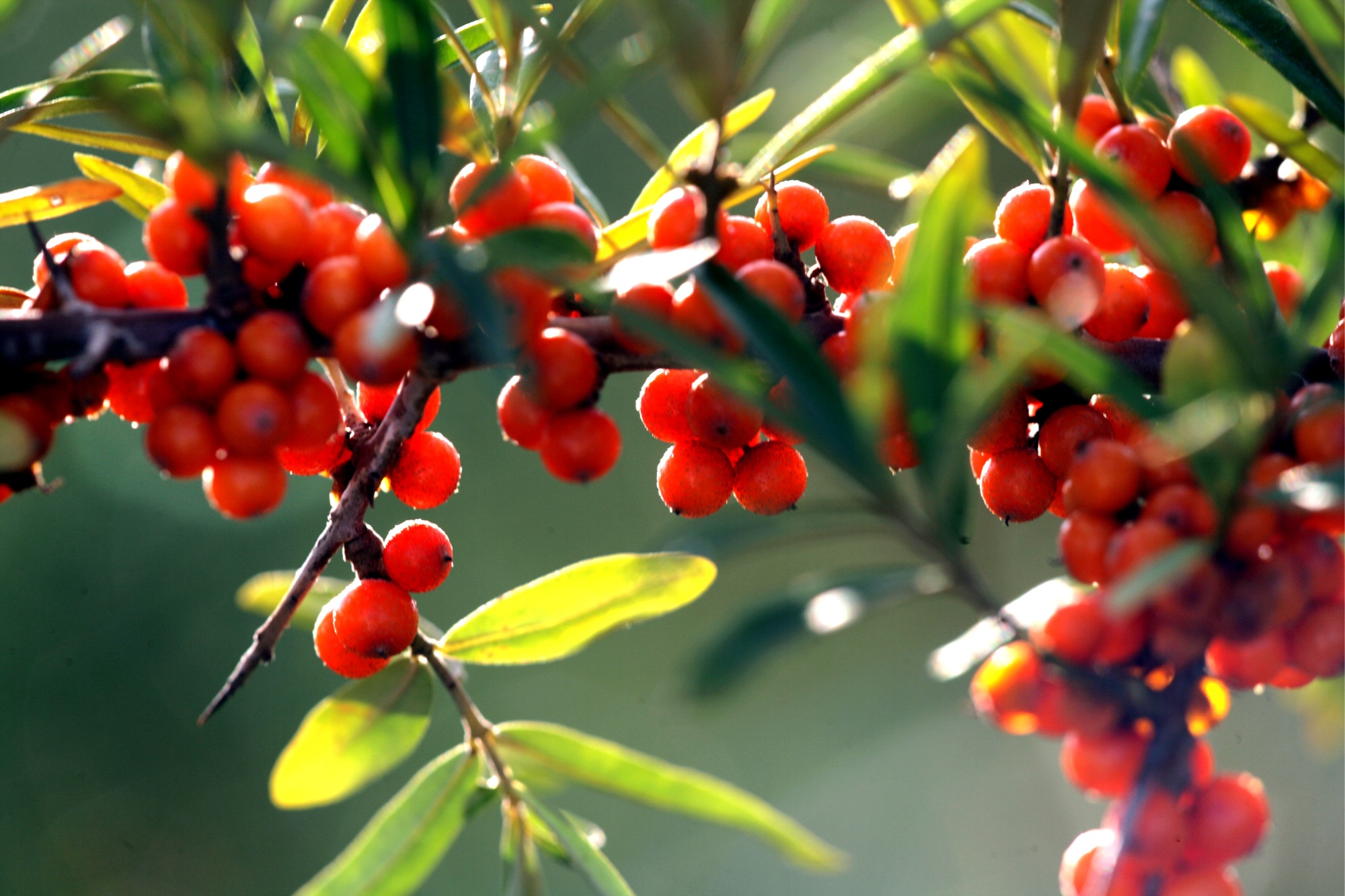 小沙棘撬动大产业 山西右玉创新构建现代农业全产业链(图2)