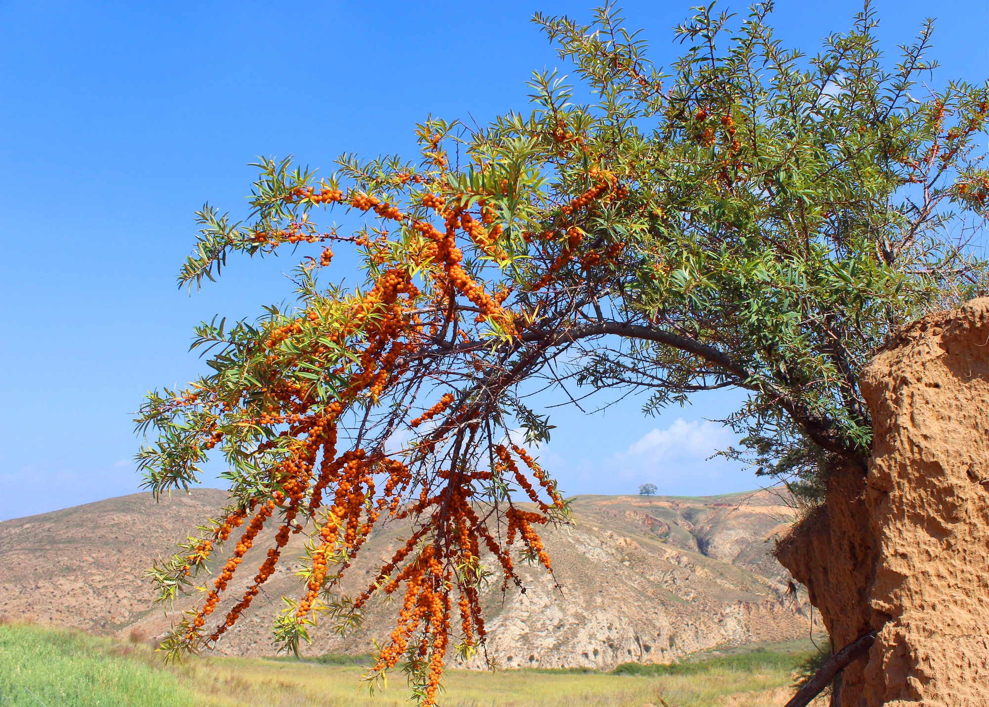 小沙棘撬动大产业 山西右玉创新构建现代农业全产业链