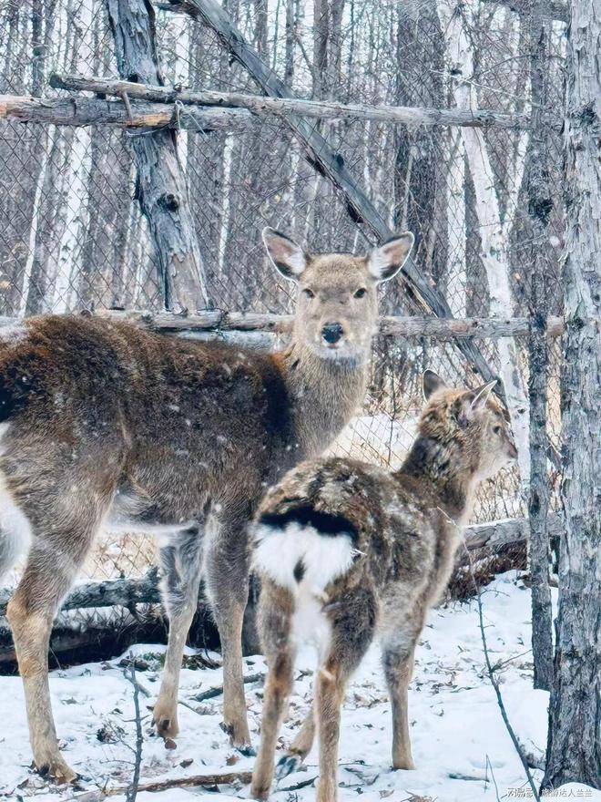去长白山4天3夜旅游攻略和朋友这样规划路线