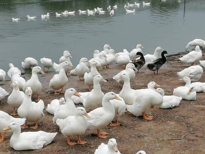 家庭养鸭高效技巧！控水控料+场地规划少生病、长得快(图3)