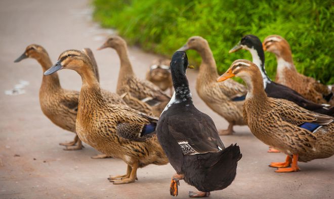 家庭养鸭高效技巧！控水控料+场地规划少生病、长得快