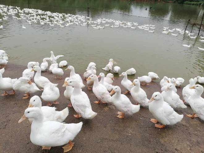 家庭养鸭高效技巧！控水控料+场地规划少生病、长得快(图7)