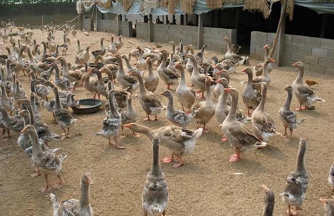 家庭养鸭高效技巧！控水控料+场地规划少生病、长得快(图6)