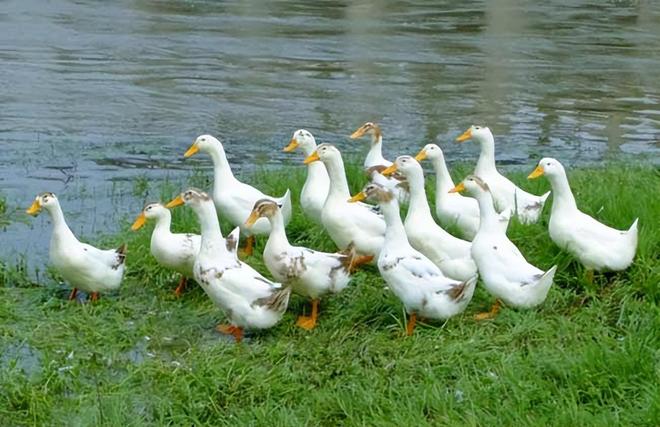 家庭养鸭高效技巧！控水控料+场地规划少生病、长得快(图8)