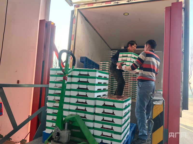 新春走基层丨一颗草莓的“春运”(图4)