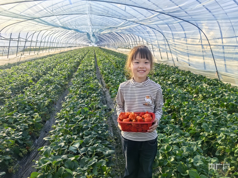 新春走基层丨一颗草莓的“春运”(图2)