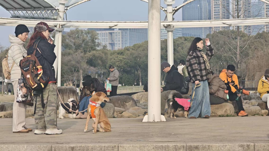 “春节档”的狗狗旅行团透视宠物经济持续狂奔的密码(图2)