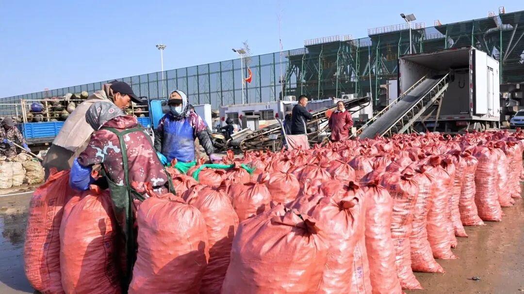 一天能卖15万斤！又肥又嫩！“日照开春第一鲜”迎来丰收季！(图1)