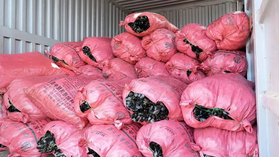 一天能卖15万斤！又肥又嫩！“日照开春第一鲜”迎来丰收季！(图4)