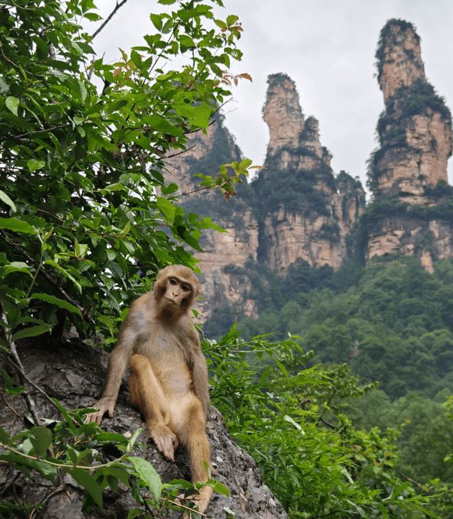 张家界旅游必读攻略张家界5天4晚路线规划、让你少走很多弯路！