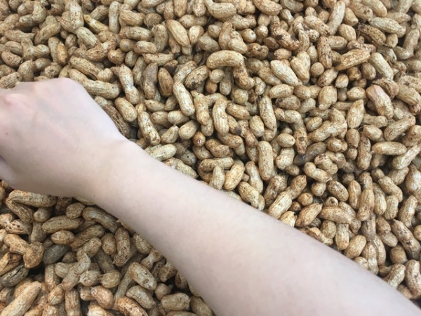 小小一颗花生对糖尿病人健康是营养佳品还是血糖杀手？(图3)