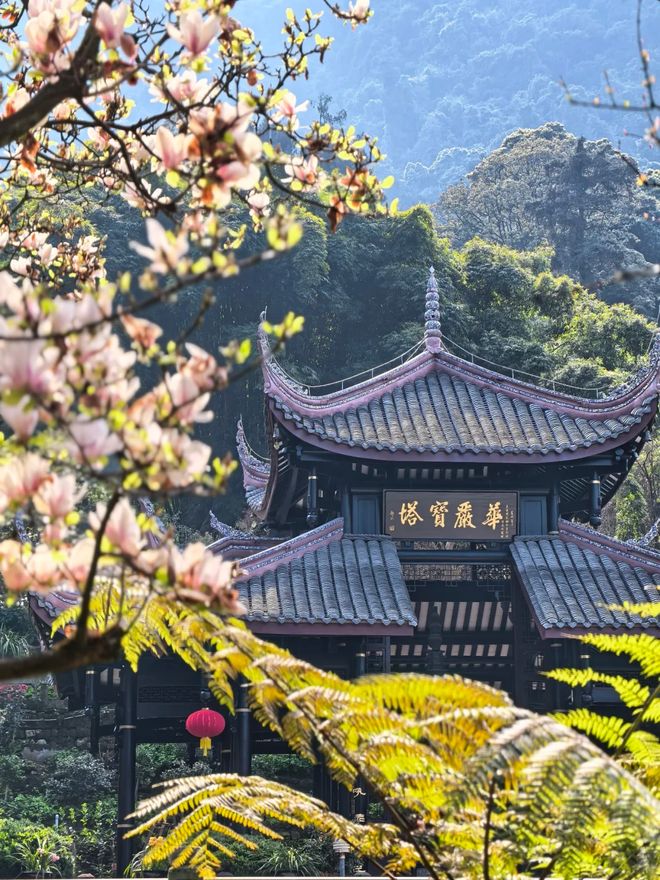 老年团四川5天旅游报团规划5日游老年团跟团多少钱