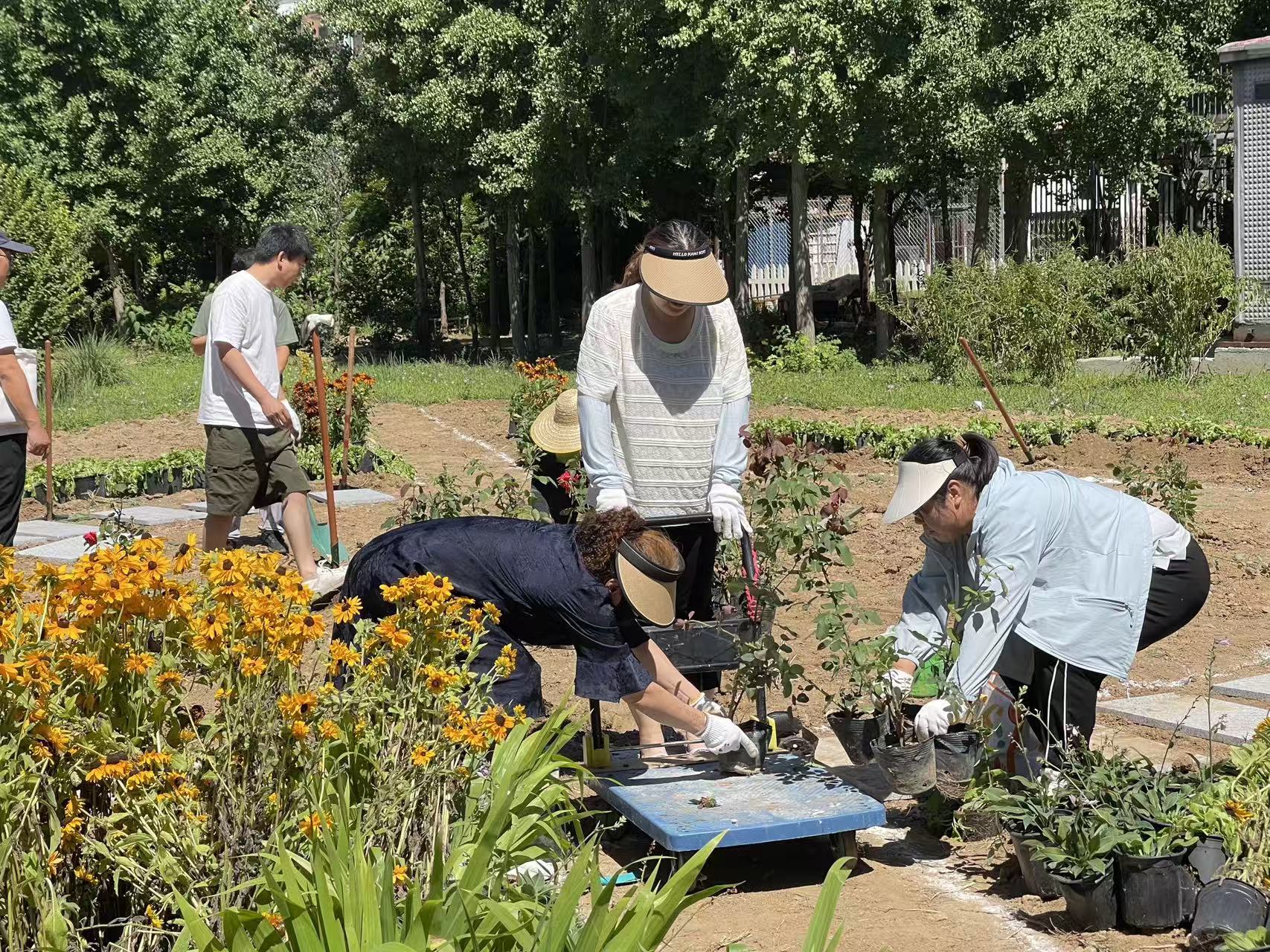 闲置地变家门口美景北京社区微更新点亮城市绿意